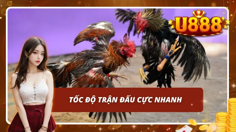 Những điểm đặc sắc khác biệt so với các loại đá gà thông thường khác